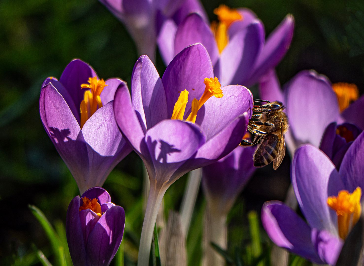 Frühlingsboten