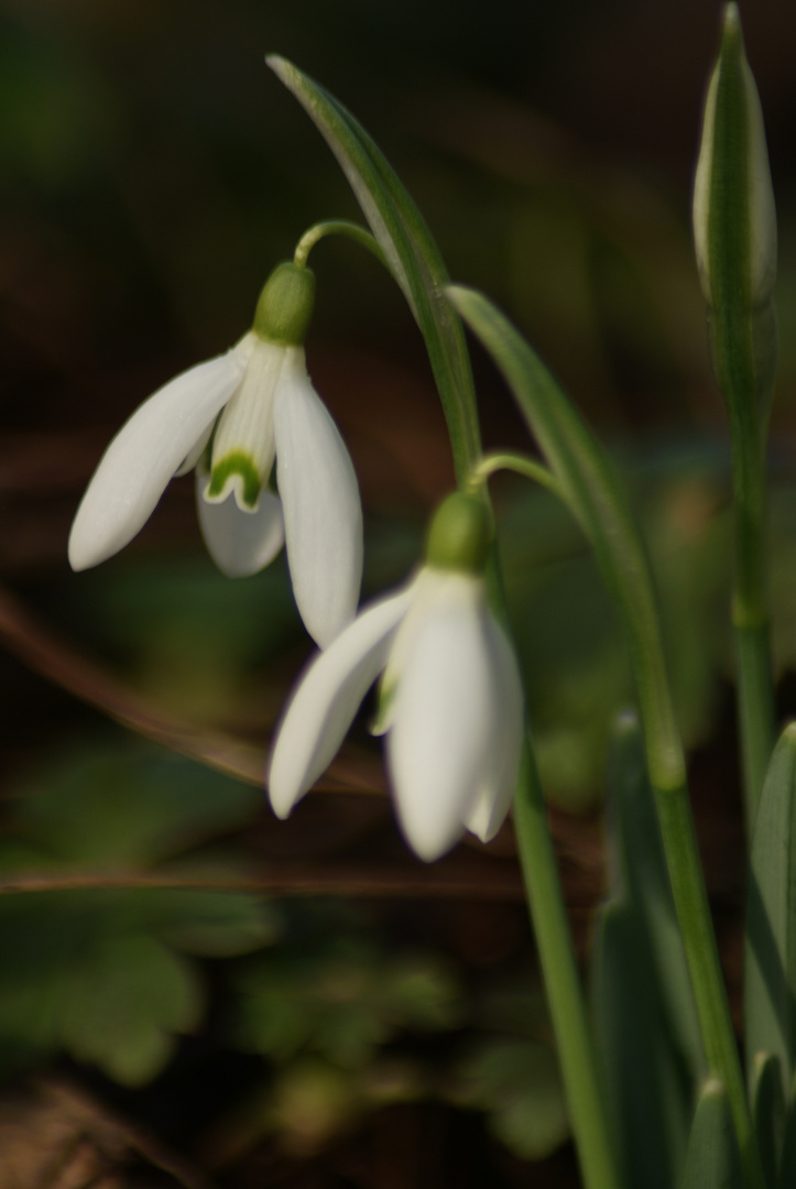 Frühlingsboten