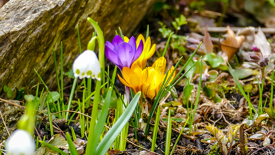 Frühlingsboten