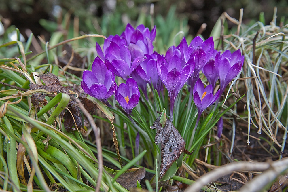 Frühlingsboten