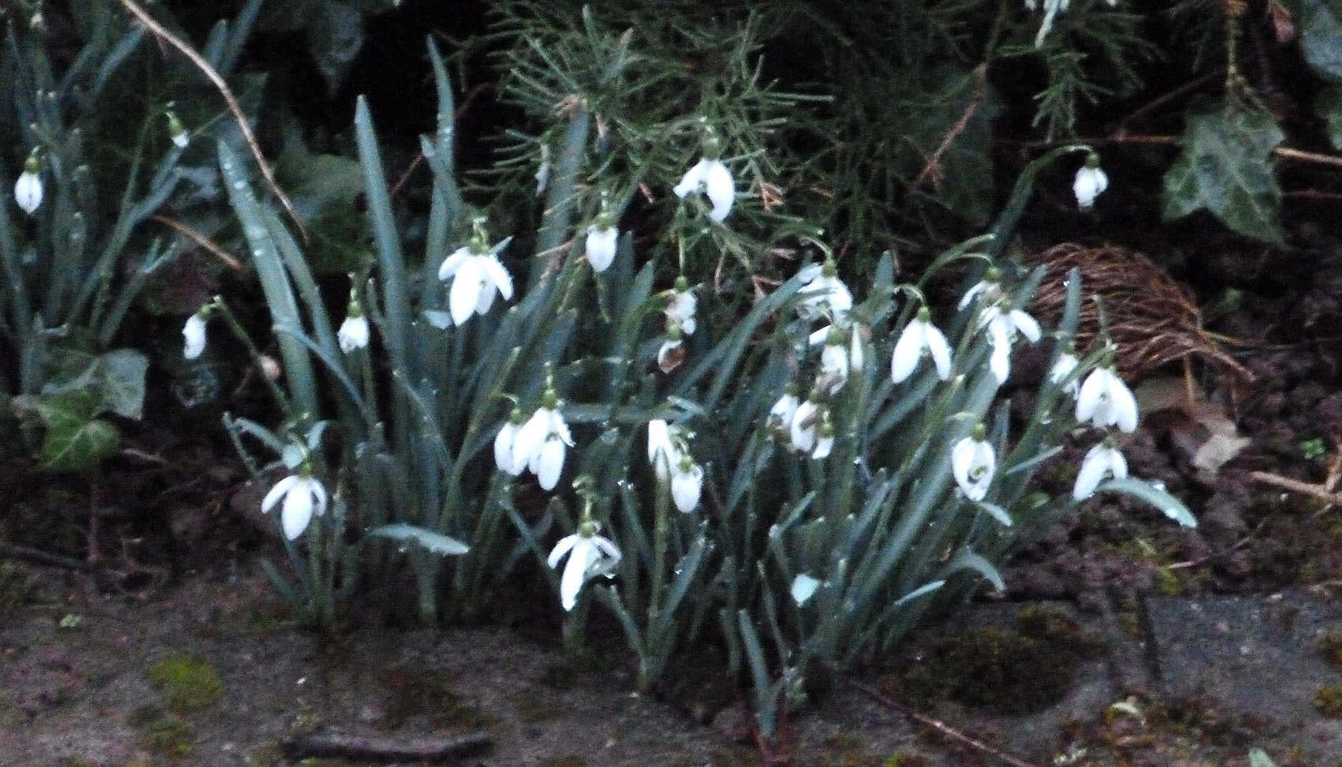 Frühlingsboten