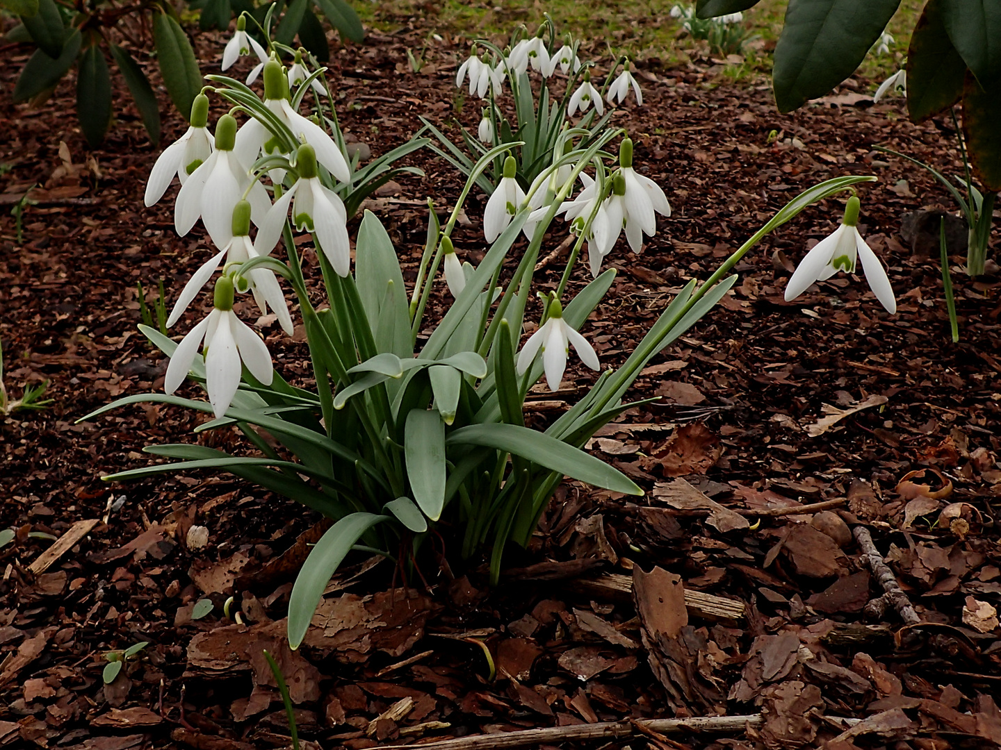 Frühlingsboten