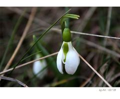 FrühlingsBoten