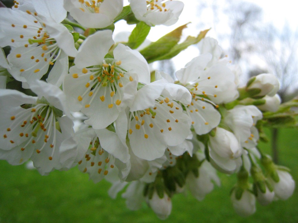 Frühlingsboten