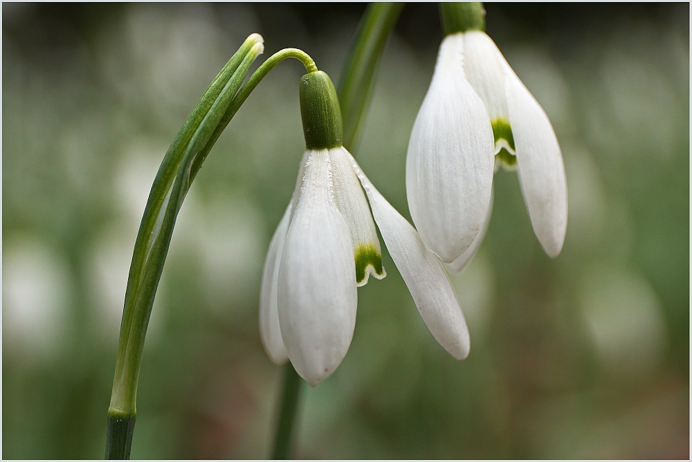 Frühlingsboten