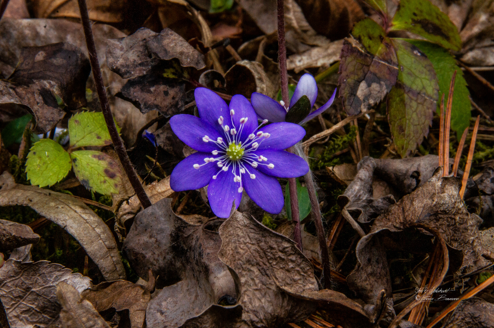 Frühlingsboten