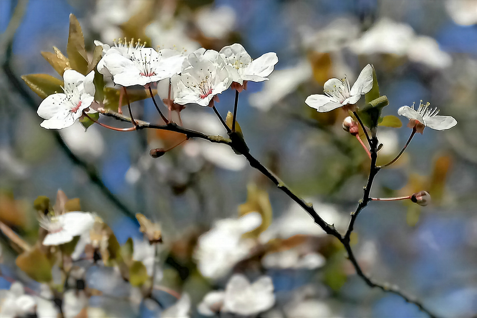 ~ Frühlingsboten ~