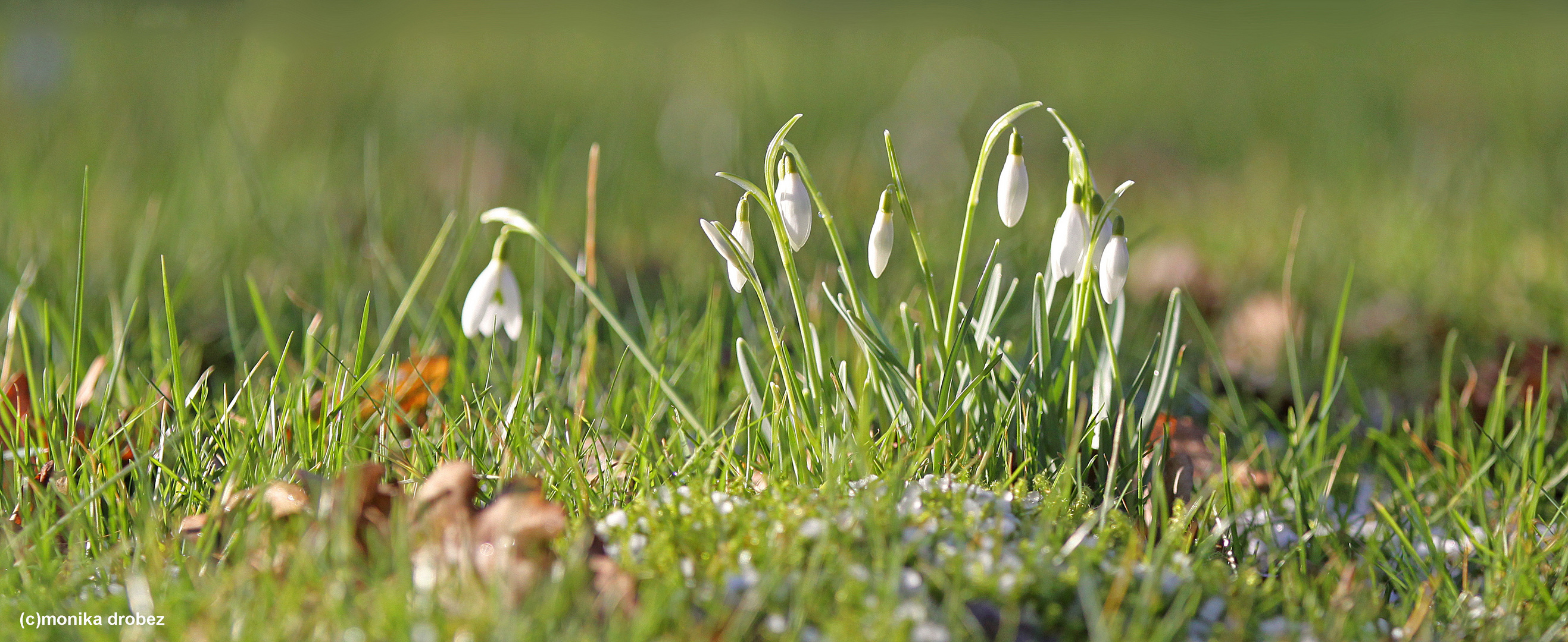 ...Frühlingsboten... Foto & Bild jahreszeiten, frühling, wiese Bilder