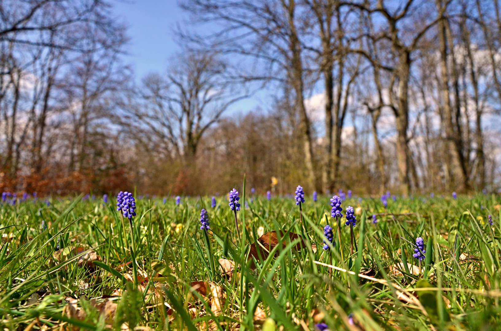 Frühlingsboten