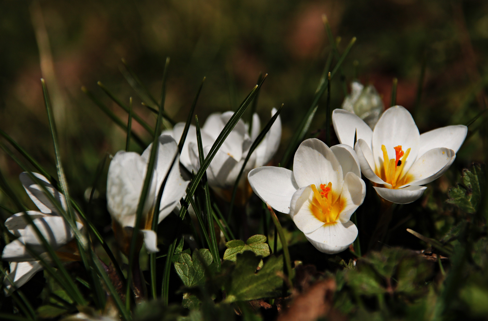 Frühlingsboten