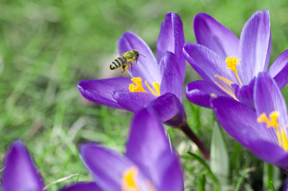 Frühlingsboten