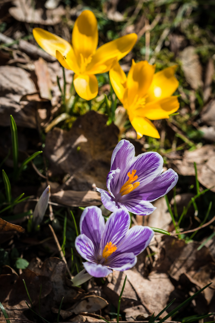 Frühlingsboten