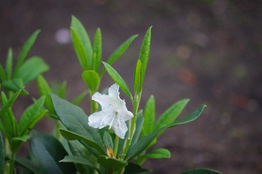 Frühlingsboten