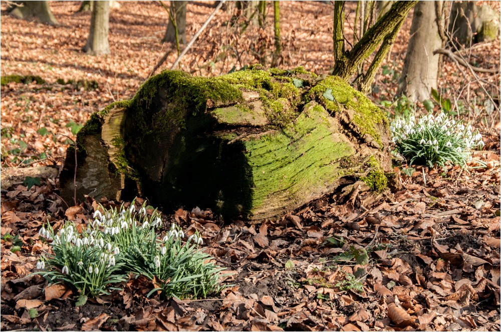 Frühlingsboten