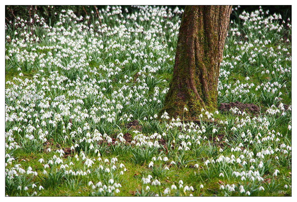 Frühlingsboten