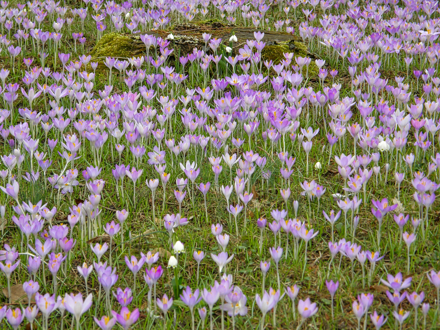 Frühlingsboten  Elfenkrokus-Wiese