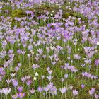 Frühlingsboten  Elfenkrokus-Wiese