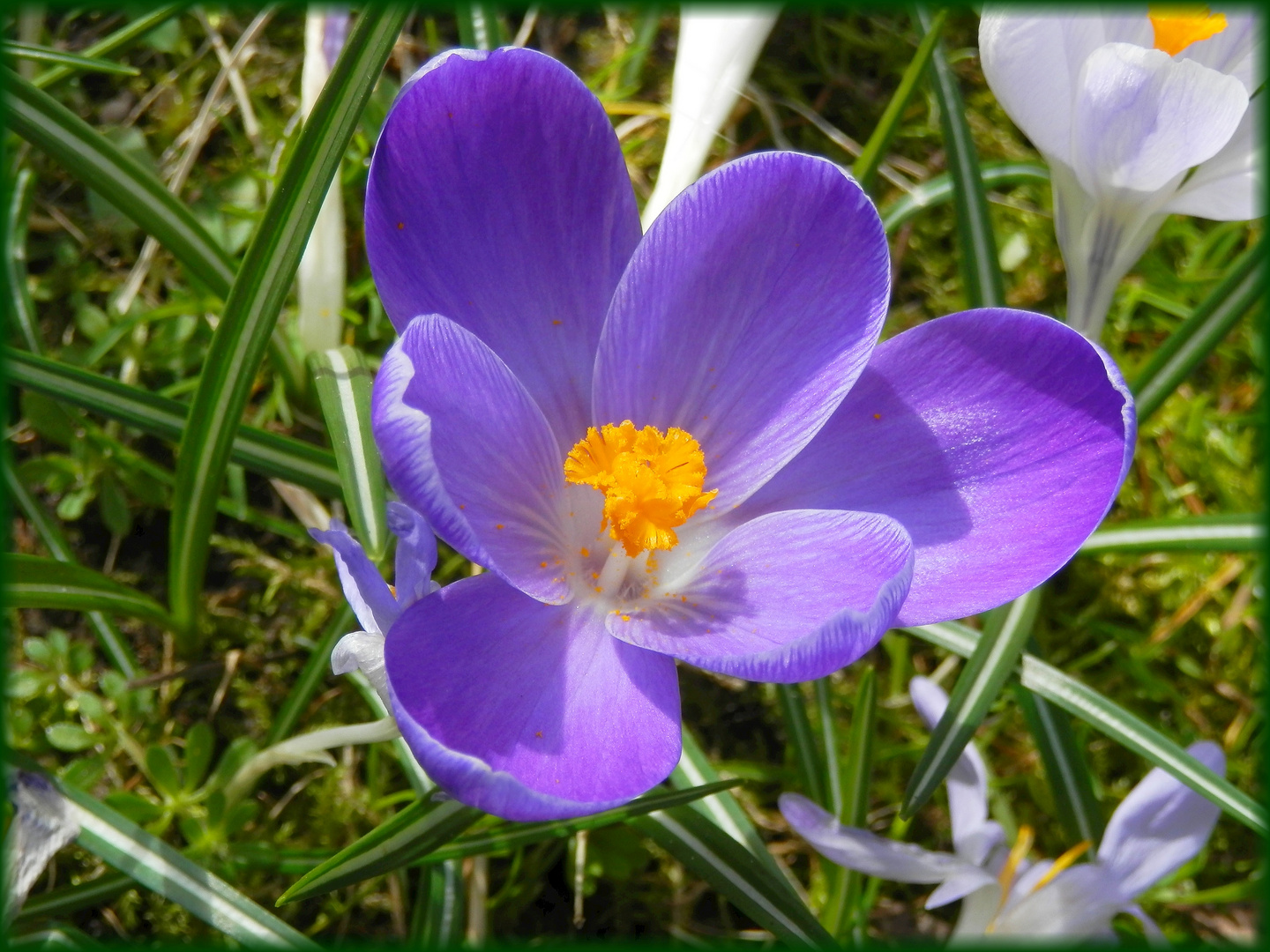 Frühlingsboten erfreuen das Herz - ein lilafarbener Krokus