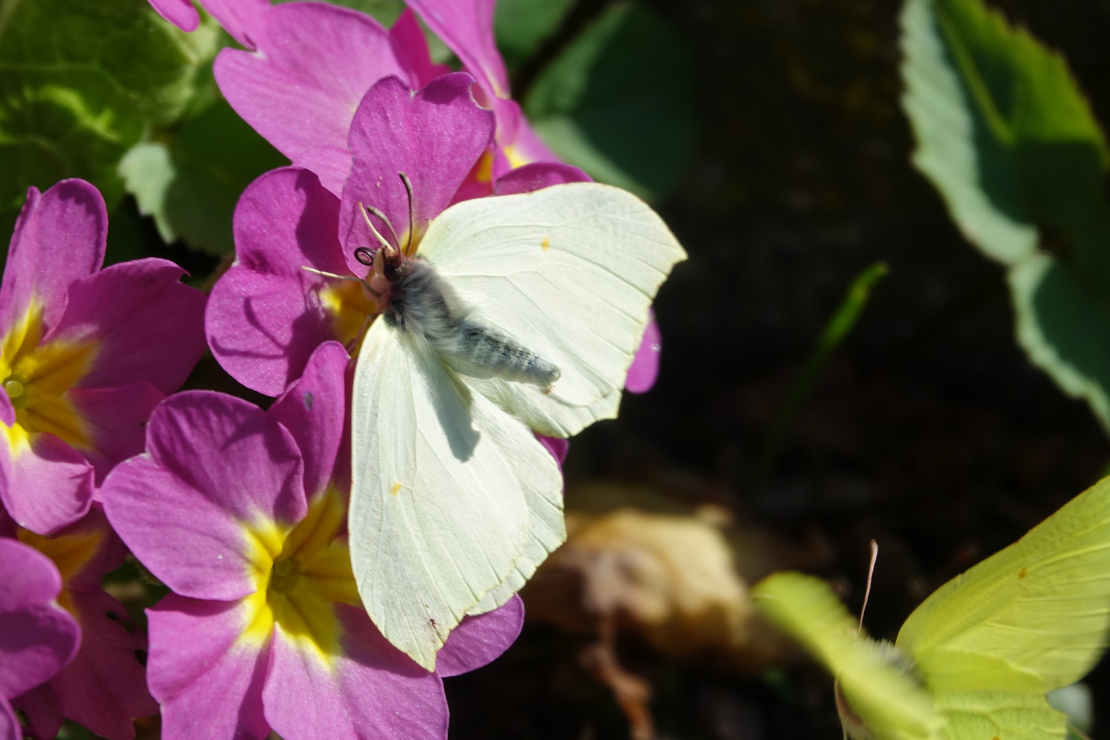 Frühlingsboten