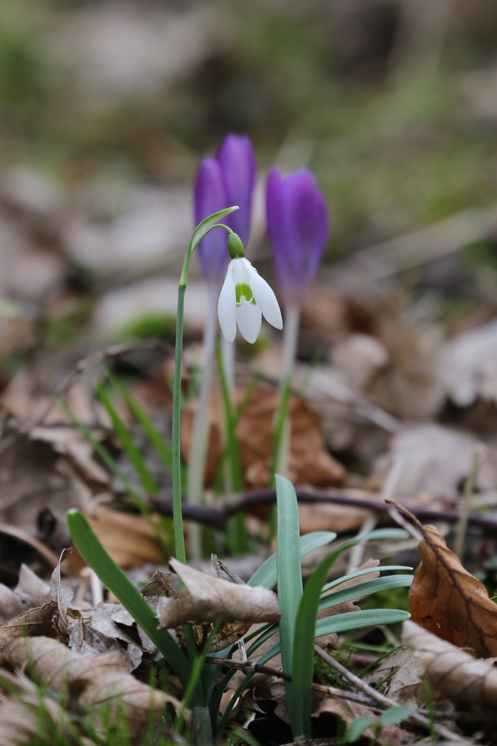 Frühlingsboten