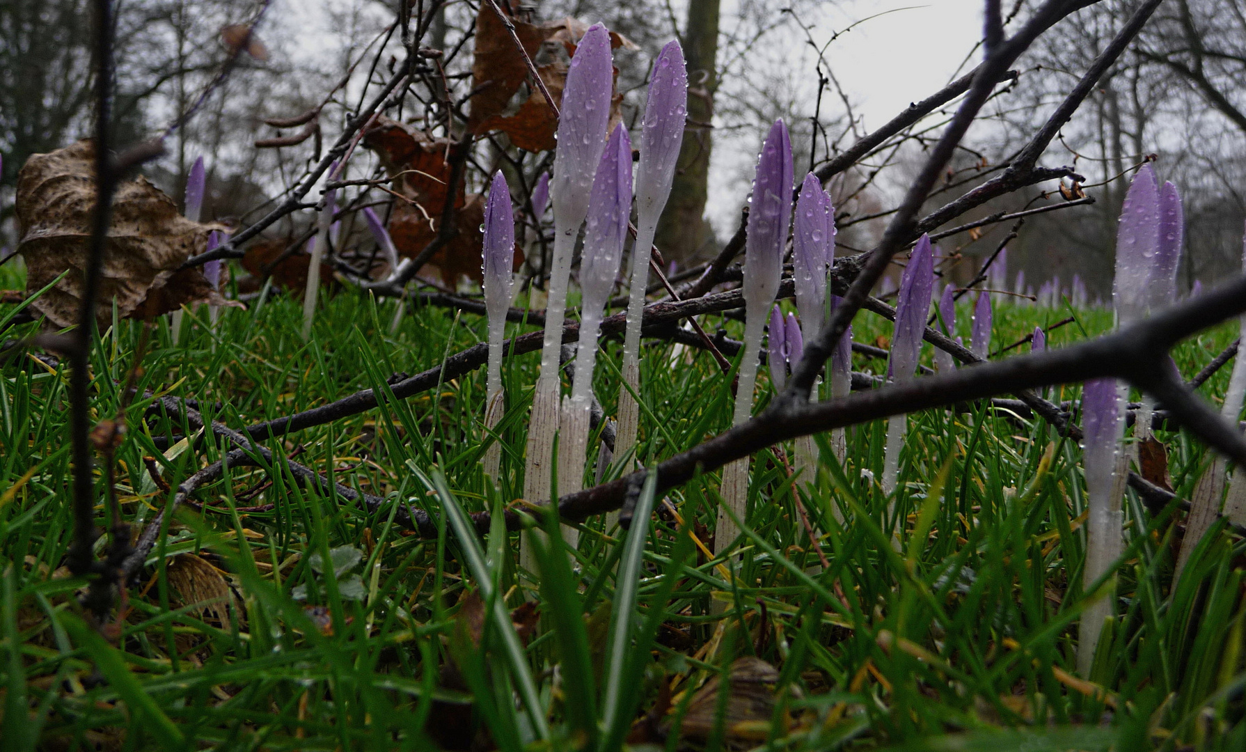 Frühlingsboten