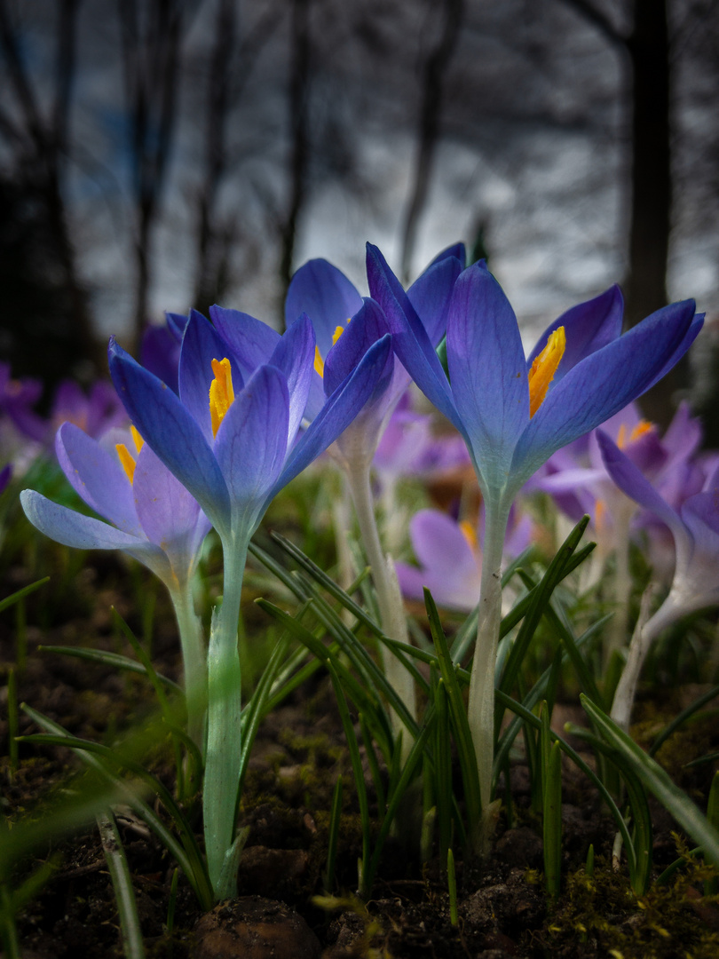 Frühlingsboten