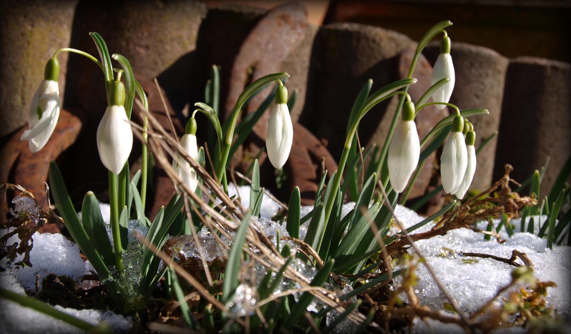 Frühlingsboten