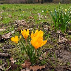 Frühlingsboten