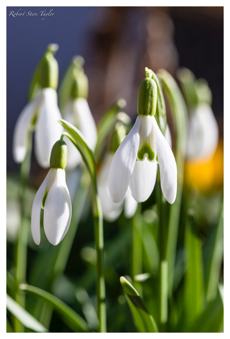 Frühlingsboten