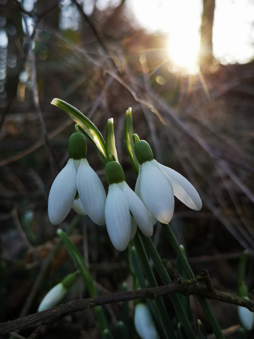 Frühlingsboten 