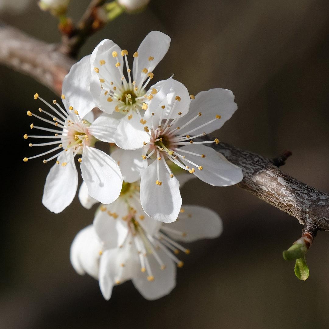 Frühlingsboten.