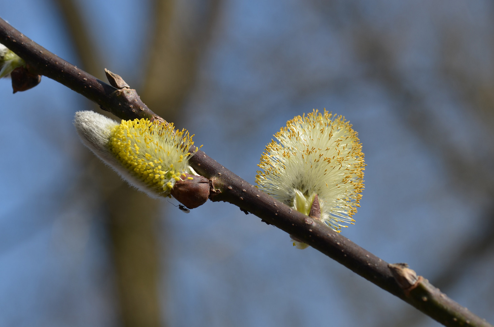 Frühlingsboten