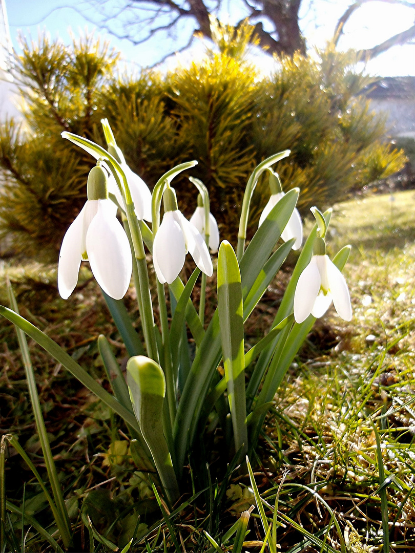 Frühlingsboten