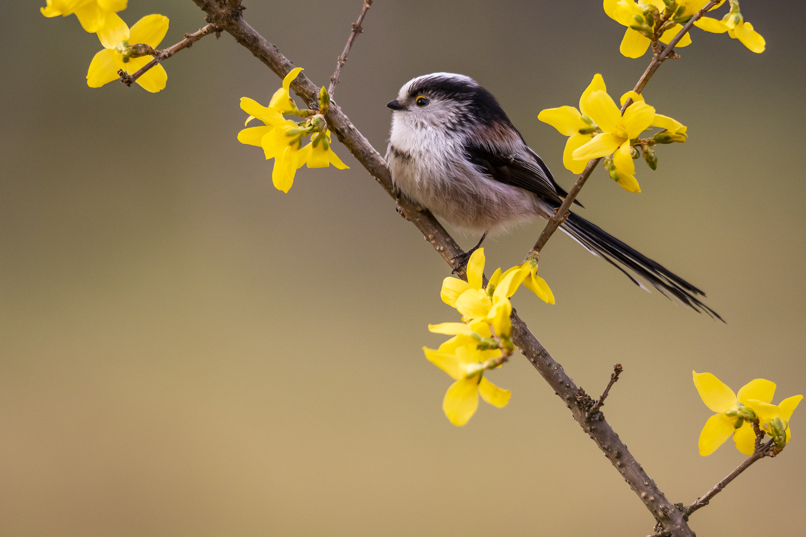 Frühlingsboten Forsythien