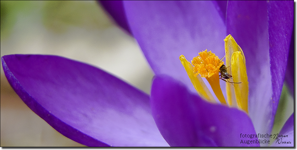 Frühlingsboten - Frühlingskrokus - Crocus vernus