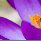 Frühlingsboten - Frühlingskrokus - Crocus vernus