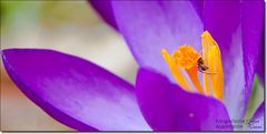 Frühlingsboten - Frühlingskrokus - Crocus vernus