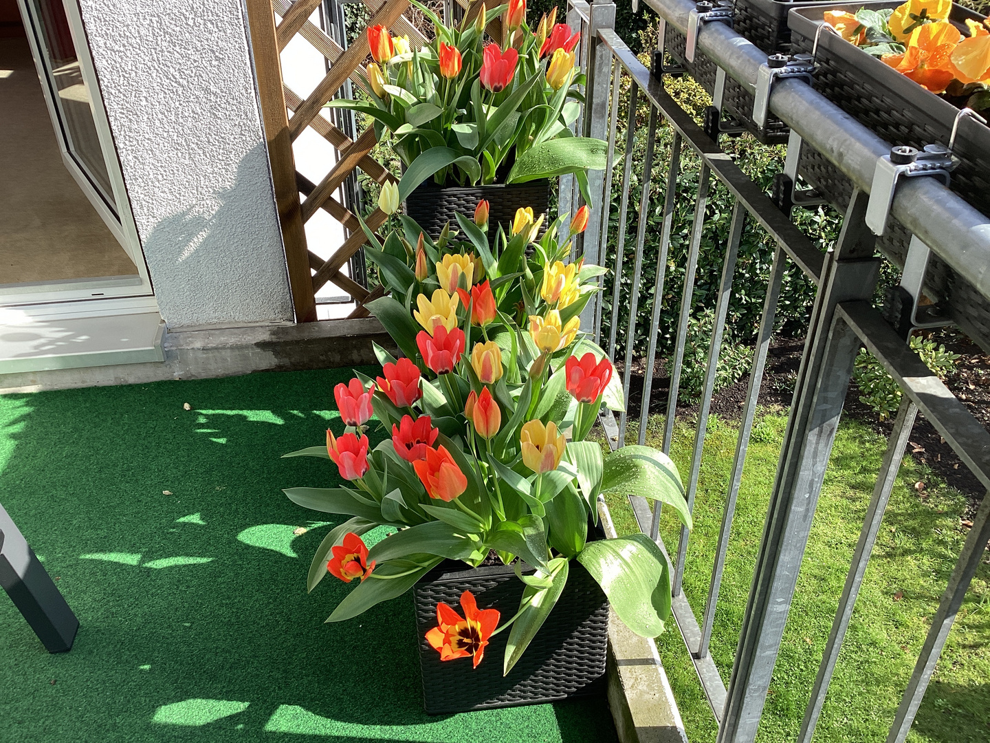 Frühlingsboten heute auf unserem Balkon