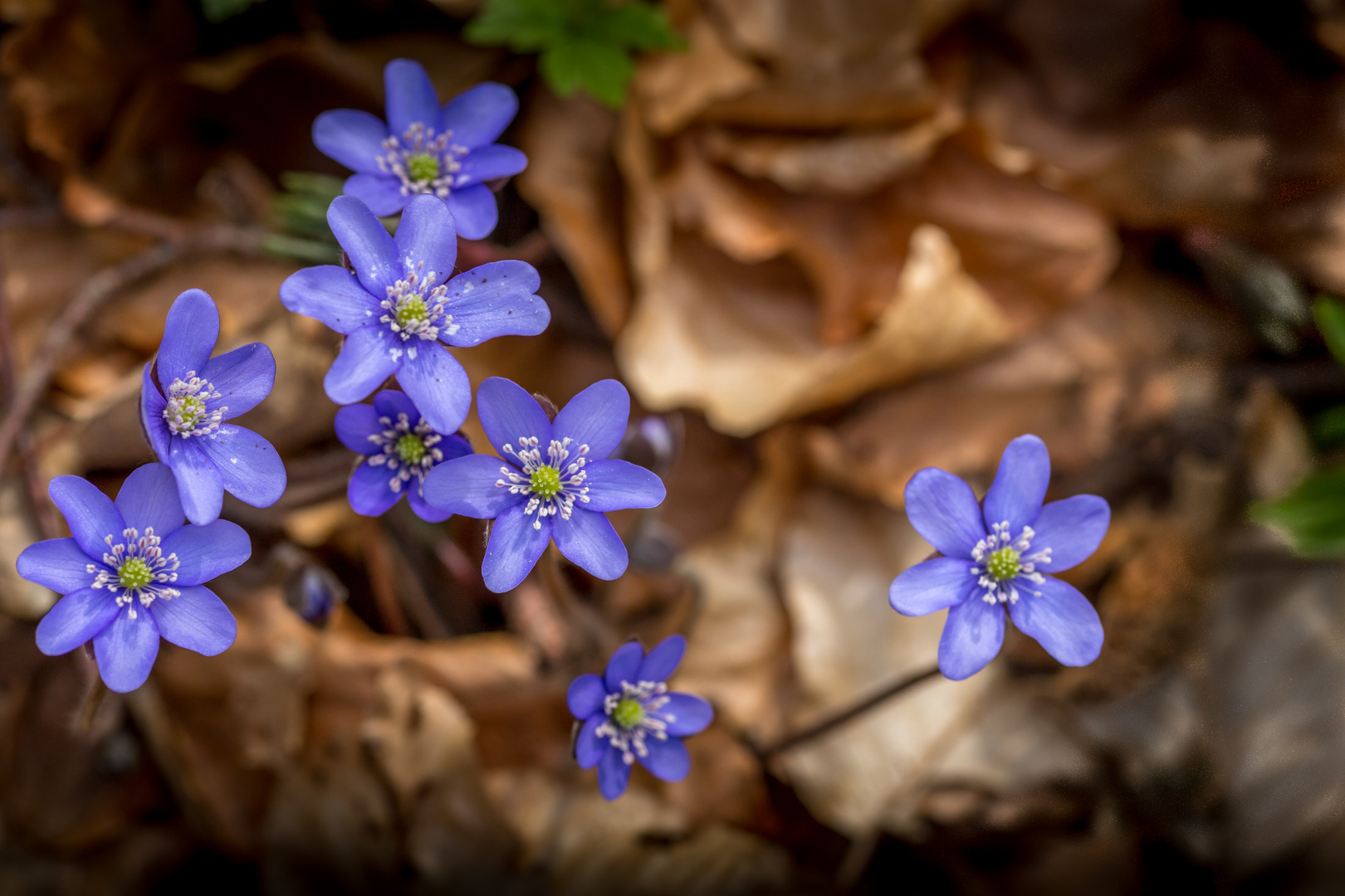 Frühlingsboten I - Leberblümchen - Hepatica nobilis