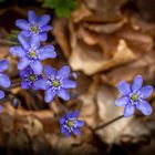 Frühlingsboten I - Leberblümchen - Hepatica nobilis