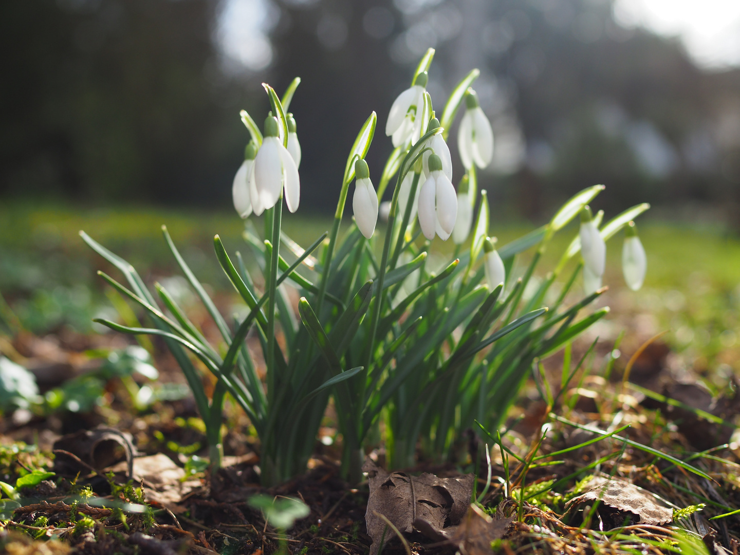 Frühlingsboten II