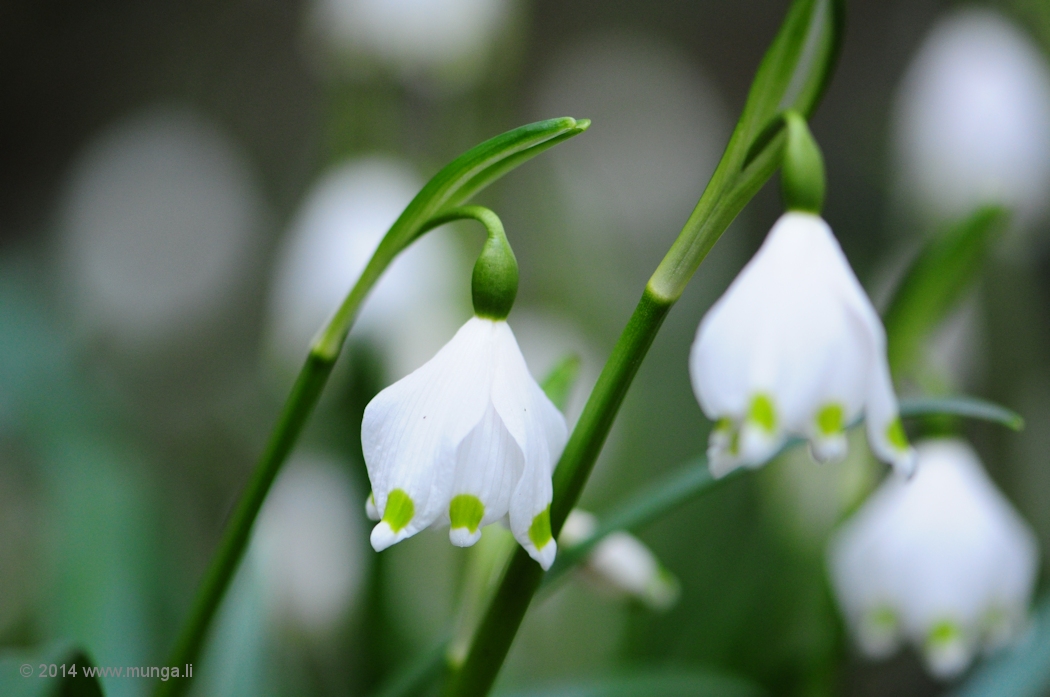 Frühlingsboten II