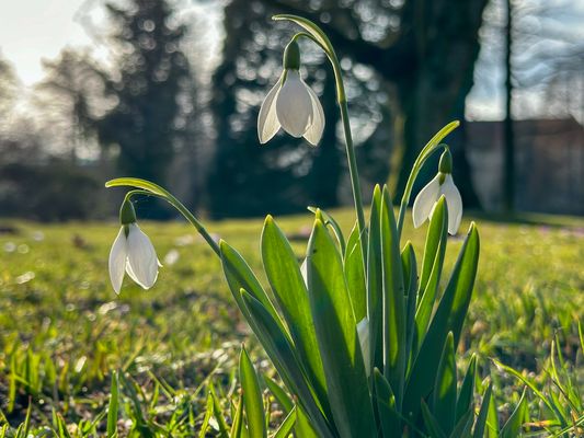 Frühlingsboten II
