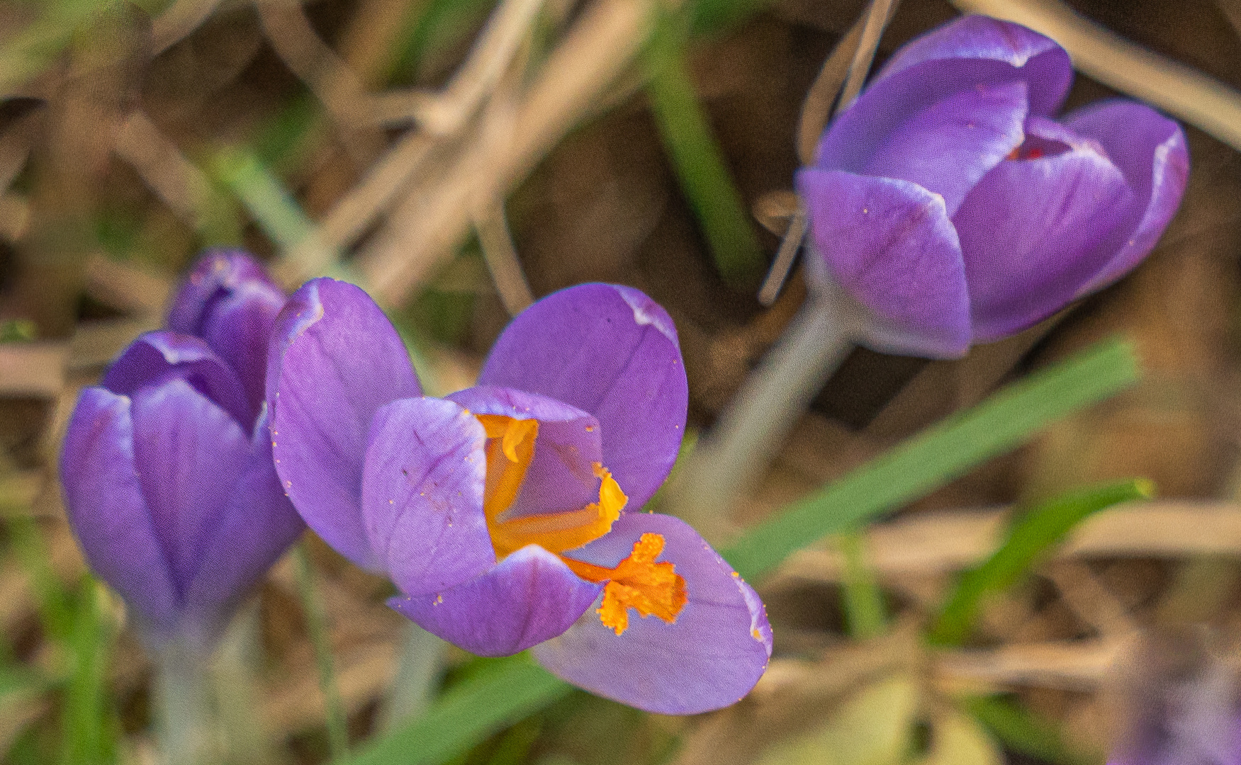 Frühlingsboten II