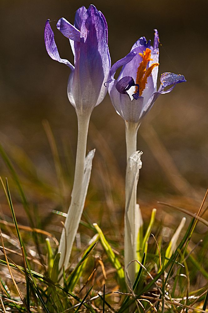 Frühlingsboten II