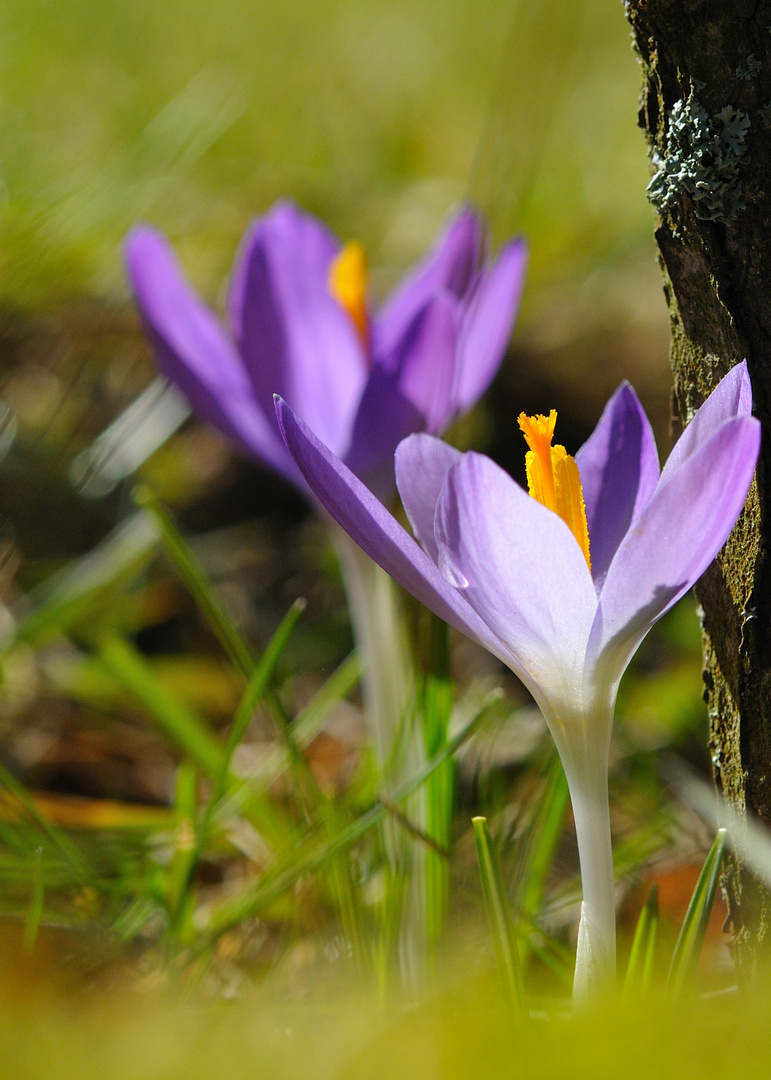 Frühlingsboten II