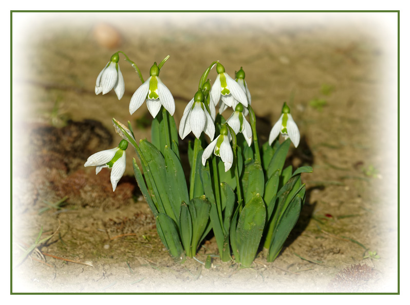 Frühlingsboten II