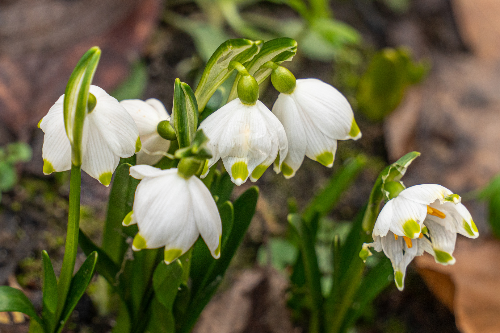 Frühlingsboten III