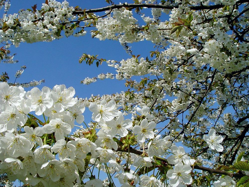 Frühlingsboten im Alten Land