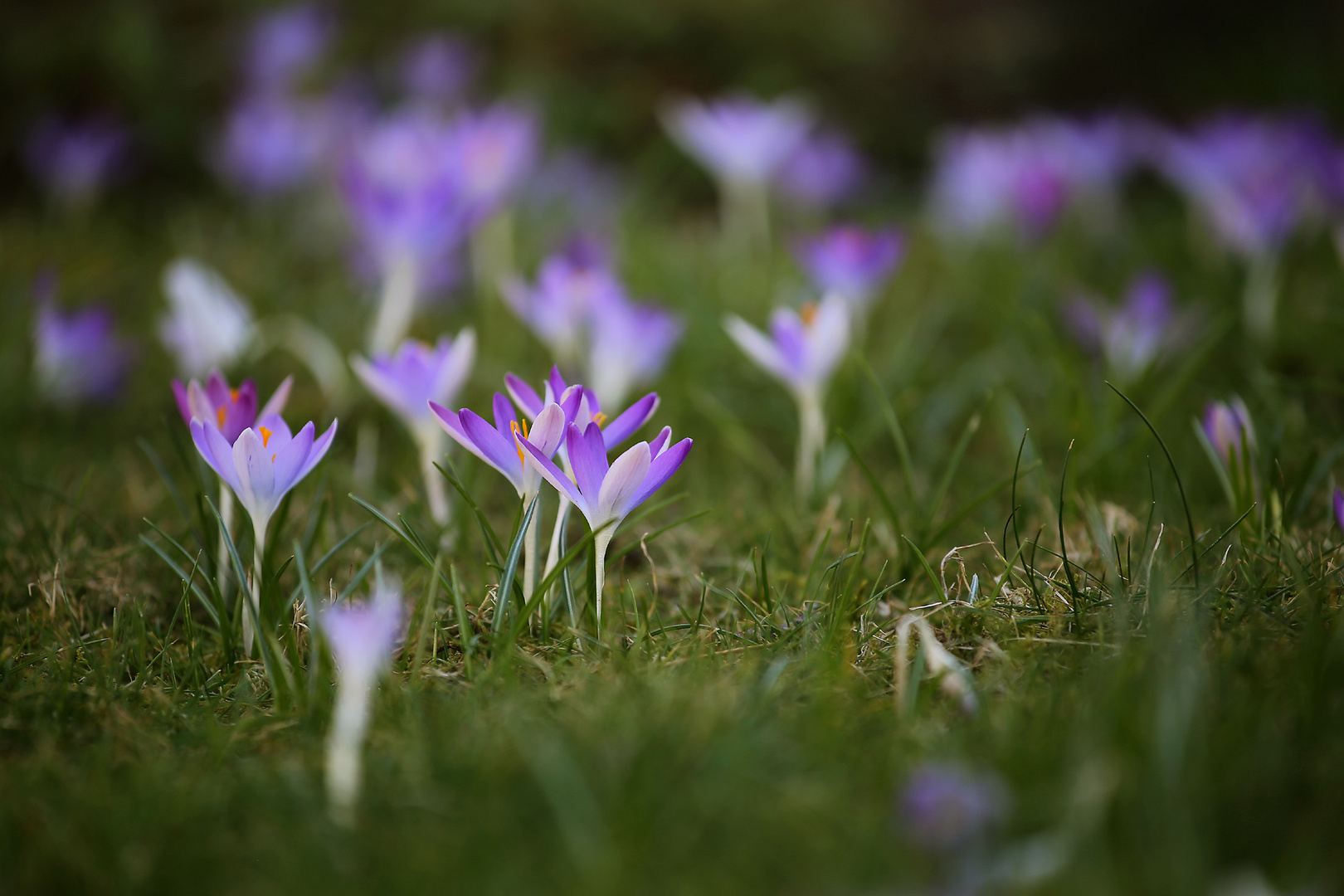 Frühlingsboten im Anmarsch